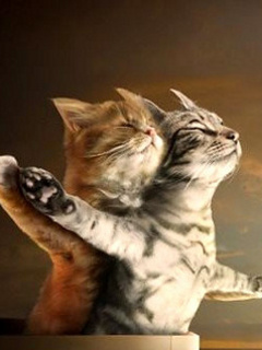 Titanic Cats.jpg