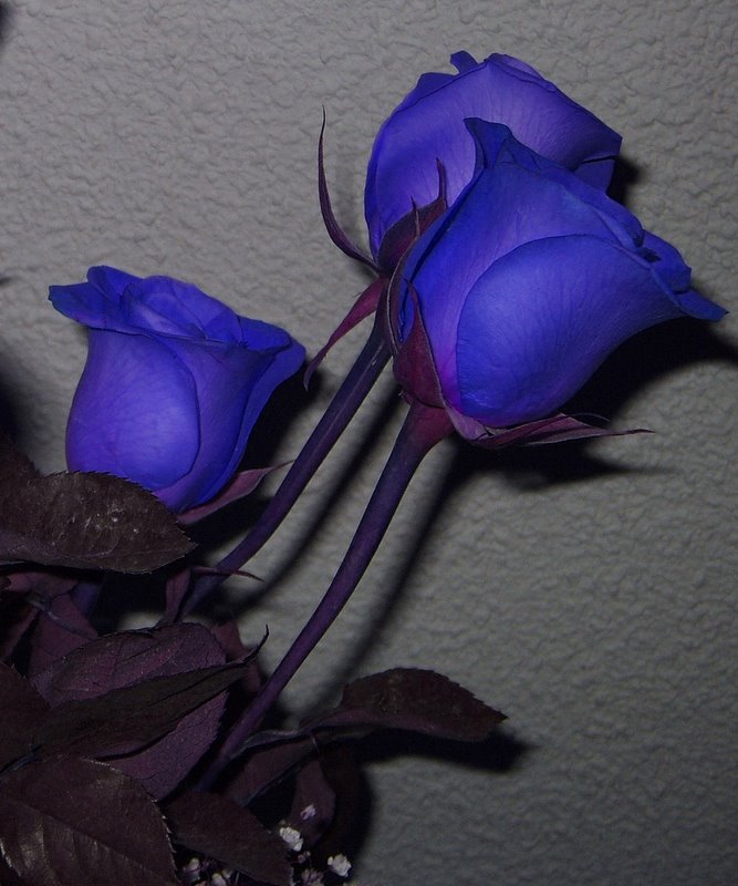 Blue Roses.jpg
