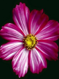 Flower 4.jpg
