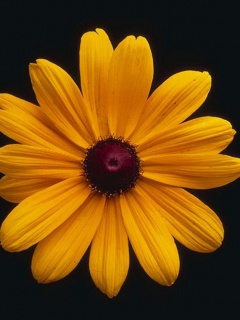 Flower 6.jpg