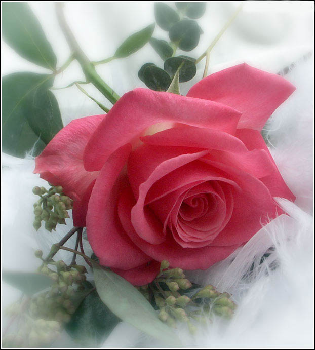 pink Rose.jpg