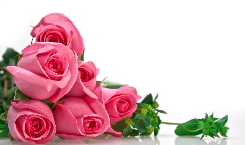 pink Roses.jpg