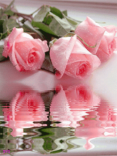 pink Roses 1.gif