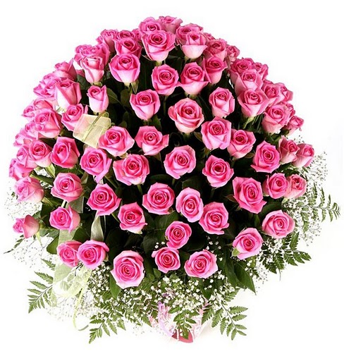 pink Roses 1.jpg