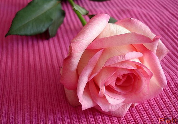 pink rose02.jpg